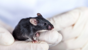 black mouse in the hands of a researcher